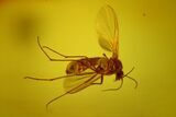 Fossil Fly (Diptera) In Baltic Amber #170098-1